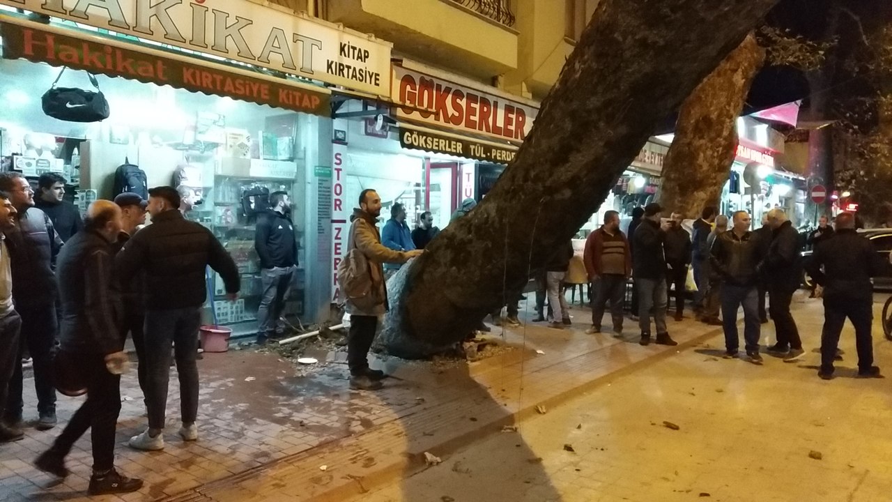 Asırlık çınar ağacı iş yerinin üzerine devrildi