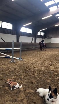 Jumping Horse Sends Rider Flying