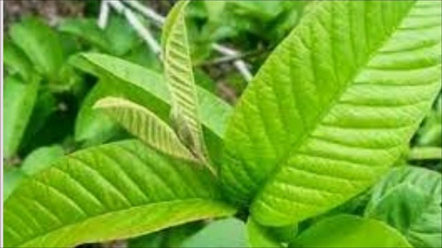 Jarang Diketahui, Ini 5 Manfaat Daun Jambu Biji untuk Kesehatan