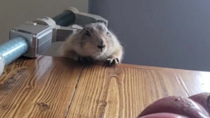 Prairie dog tries his level best to climb a table for food *HE HAD NO CHANCE!*
