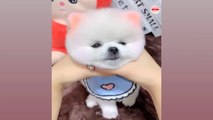 Mini  Funny and Cute Pomeranian #274