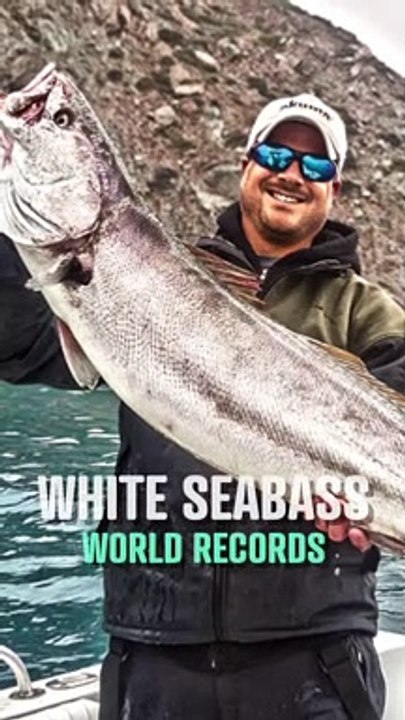 The Biggest White Seabass Ever Caught