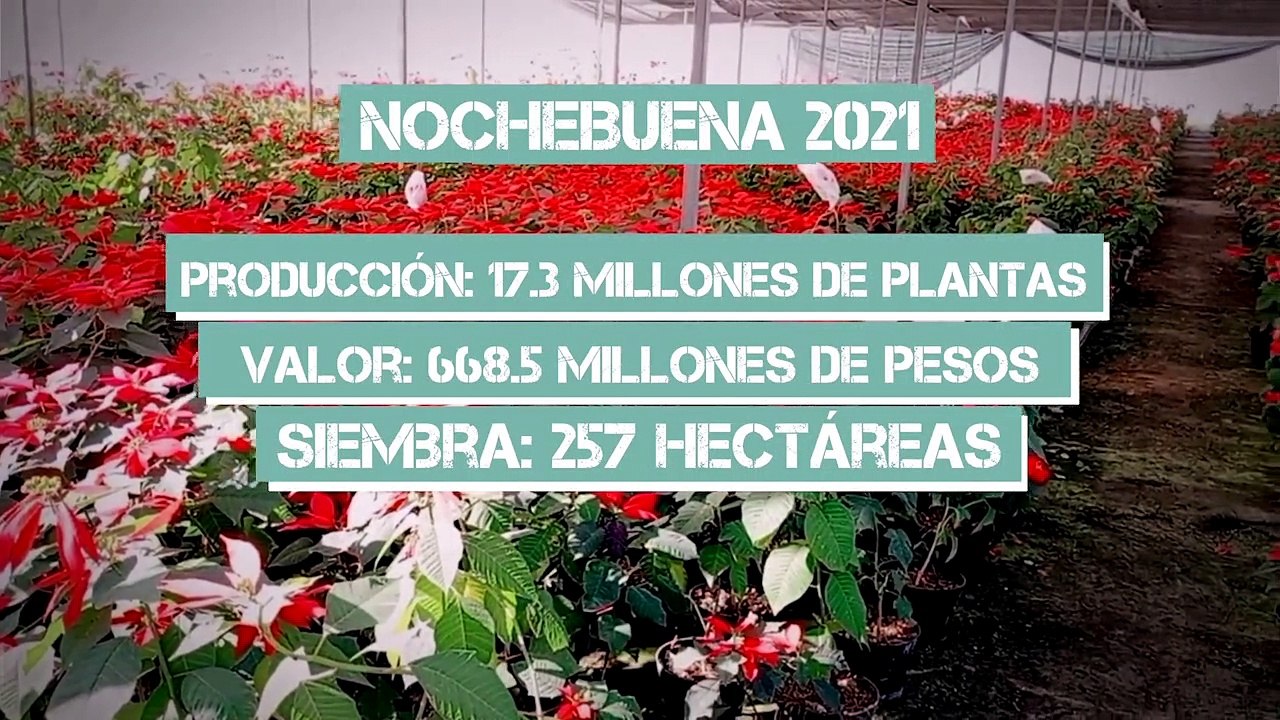 Nochebuena; del medio silvestre a la biopiratería | Especiales Milenio