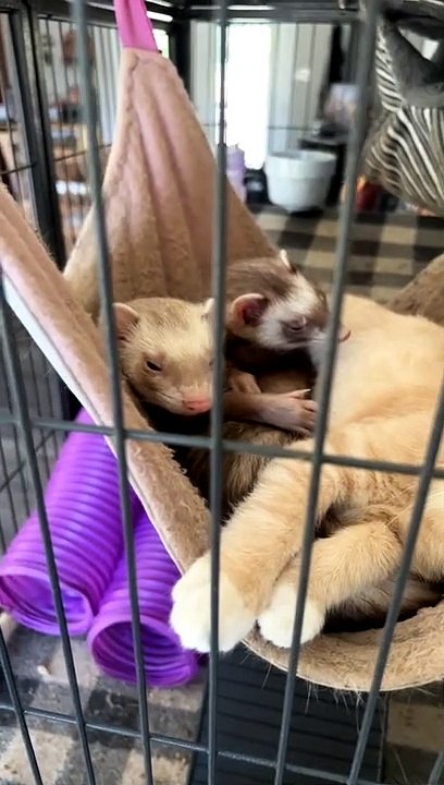 Ferrets and Kitten Enjoy Cuddle Time in Pet Ham...