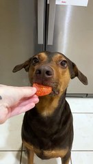 Salem the Pup Has a Lot of Impulse Control