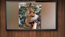 Meilleures vidéos d'animaux drôles de 2022  - Vidéos de chats et de chiens les plus drôles 