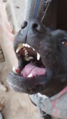 Omg pitbull dog  #rocky