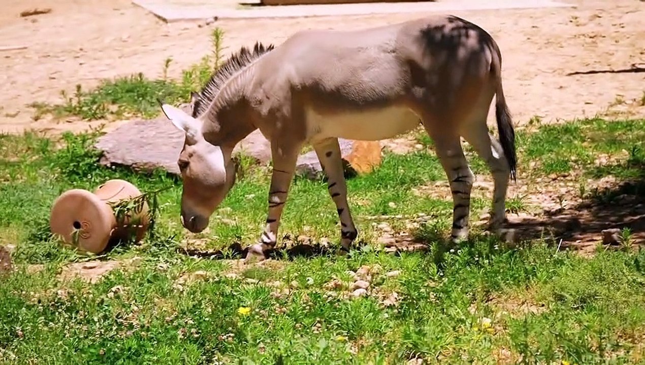 Animal Donkey