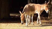 Donkeys - Animal king