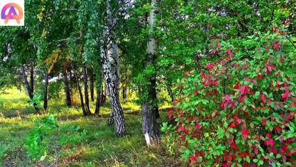 Sleeping Relaxing Music, Meditation Music, Tension free Music, Sleep Music, Study Music enjoy us