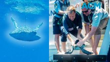 Terry the turtle successfully released into Sydney Harbour