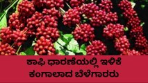 ಕೊಡಗು: ಮತ್ತಷ್ಟು ಇಳಿಕೆಯಾದ ಕಾಫಿ ಧಾರಣೆ ; ಹೇಗಿದೆ ಇಂದಿನ ರೇಟ್ ..!