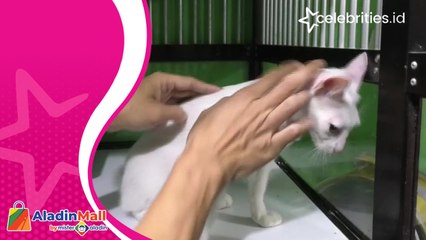 Jelang Libur Natal dan Tahun Baru, Jasa Penitipan Hewan Laris Manis