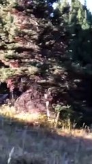 Three Mountain Lions on the Prowl