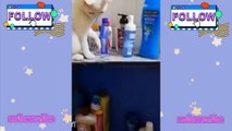 video kucing lucu bikin gemes part 2 - video lucu