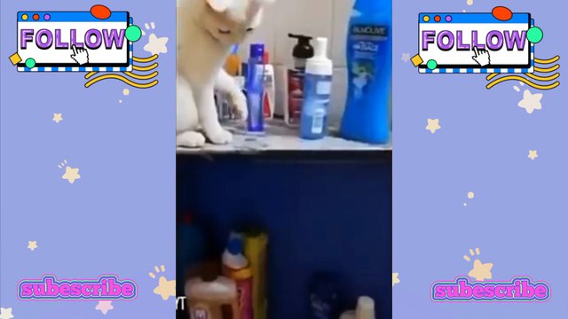 video kucing lucu bikin gemes part 2 - video lucu