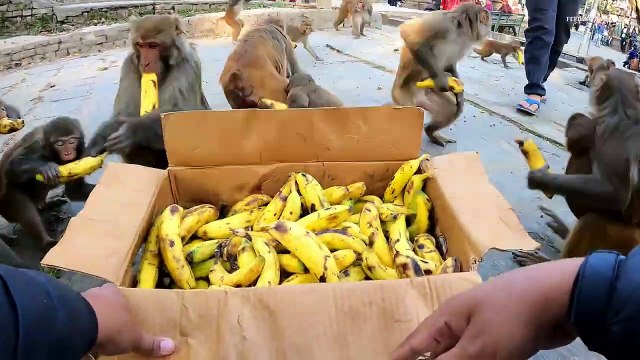 Monkey best fruits banana feeding two box banana to hungry monkey