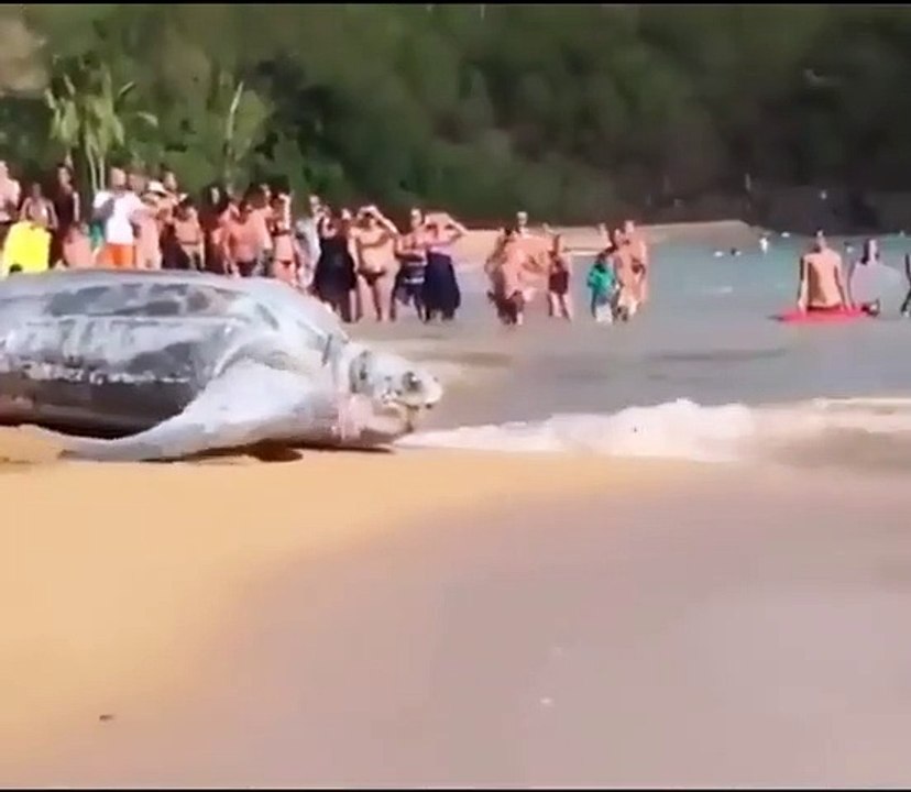 life safe turtle