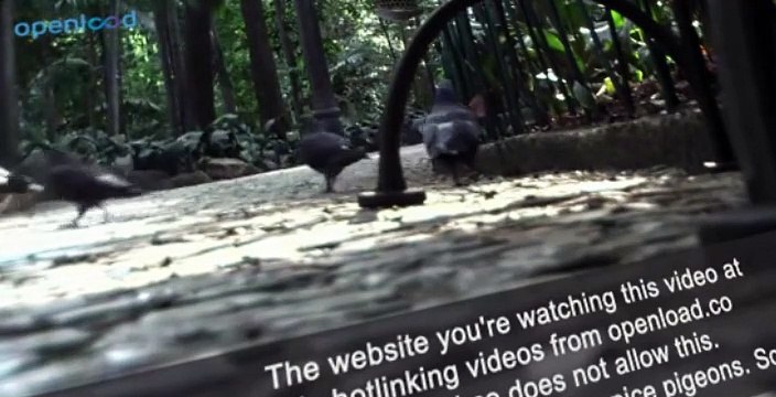 The Animals of Farthing Wood S02 E007 - The Feud Begins