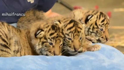 CUTEST Baby Tiger Videos That You Have To See  Cute Baby Animals_