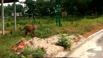 Angry Royal Bengal Tiger Attacks Safari Bus In Bangladesh