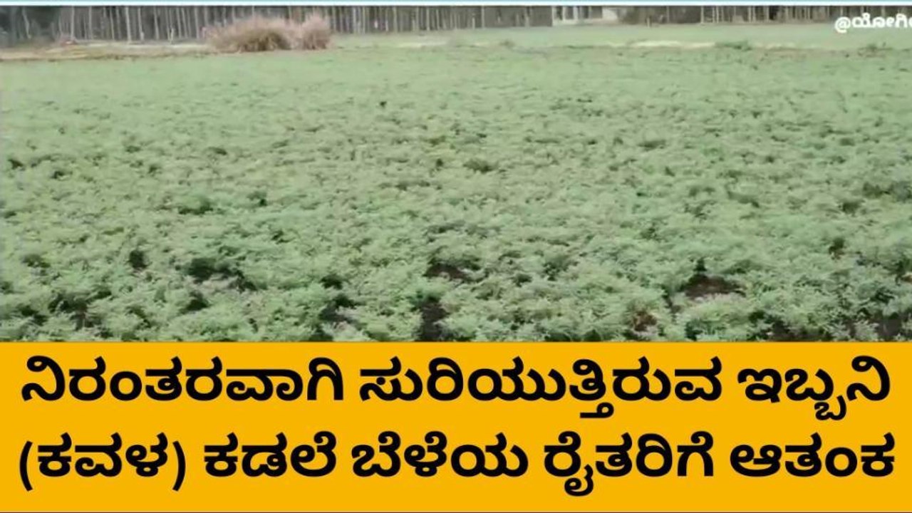 ಹೊಳಲ್ಕೆರೆ : ಈರುಳ್ಳಿಯಿಂದ ಕಣ್ಣೀರಿಟ್ಟ ರೈತ..!?