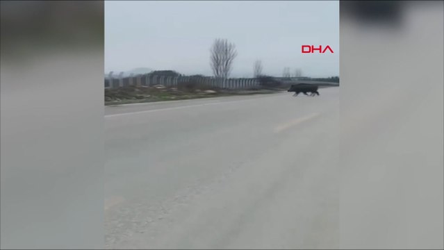 Malatya'da yola inen domuz sürüsü kamerada