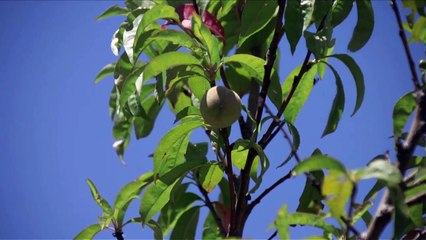 Bienveillance paysanne Bande-annonce VF