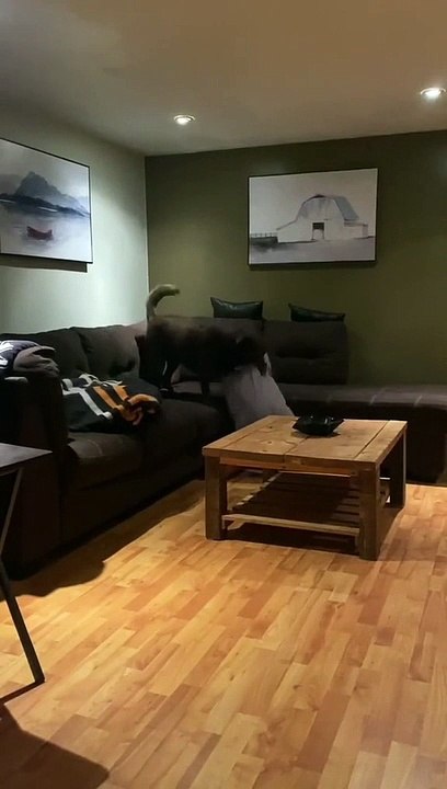 Well Trained Dog Lucy Helps Dad With Newborn Twins