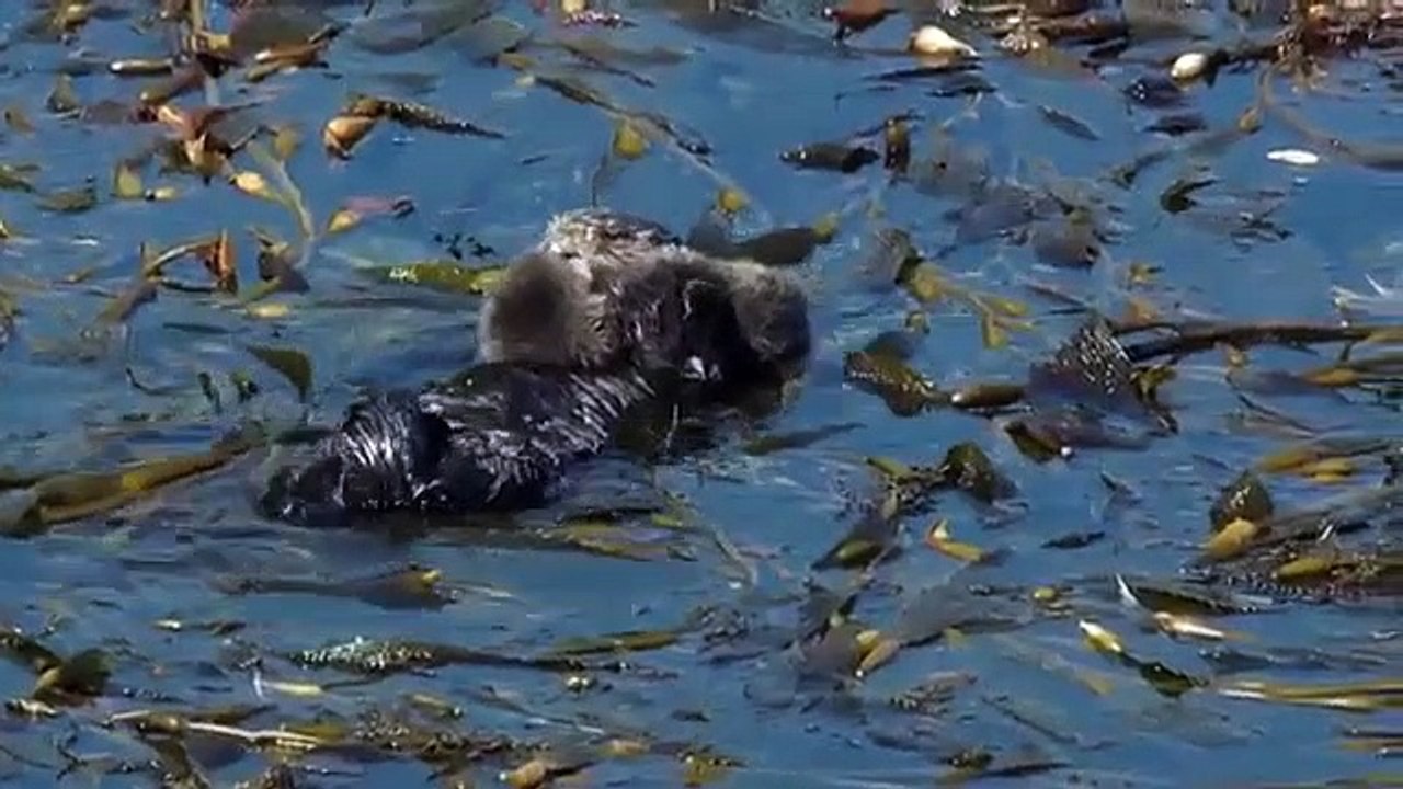 Big Pacific - Se1 - Ep04 - Passionate HD Watch HD Deutsch