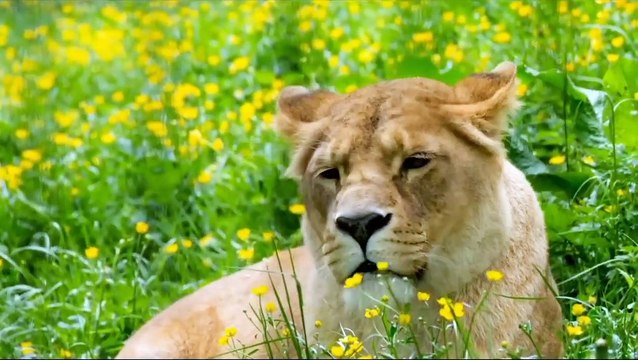 compilation of the best animals in wildlife and forest videos.