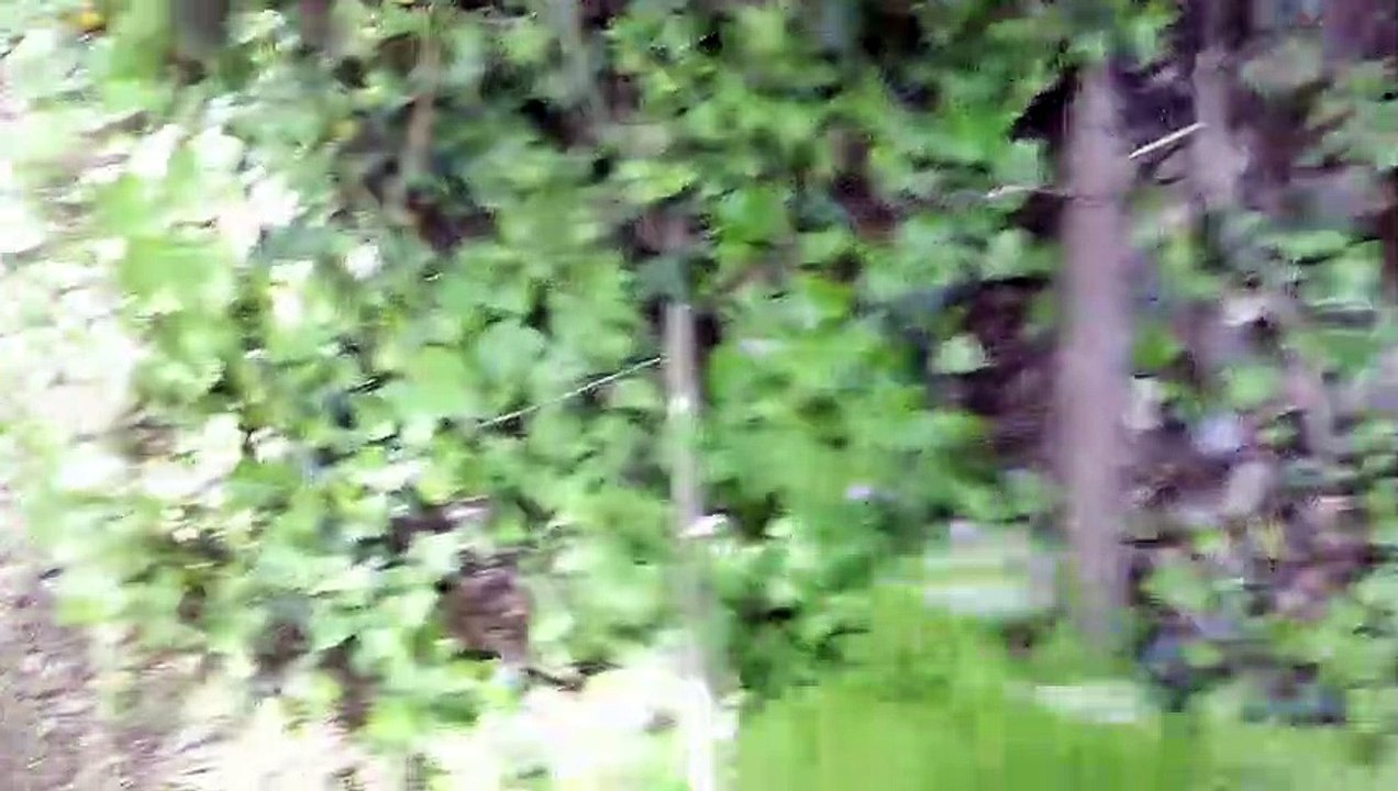 Urbex #5 Visite de maisons, d'usines et de trains abandonnés