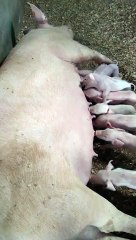 baby  Ak sath Itnea bachhea meai nea kovi nehi dekha tha  Lekin dekhea mojea moja alaga..