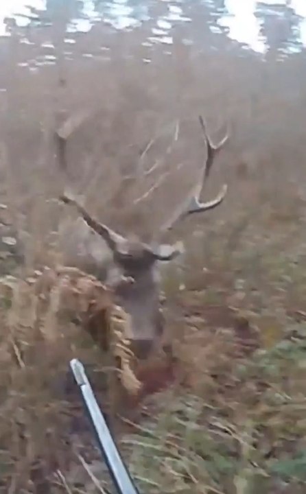 Il se fait percuter par un cerf pendant la chasse