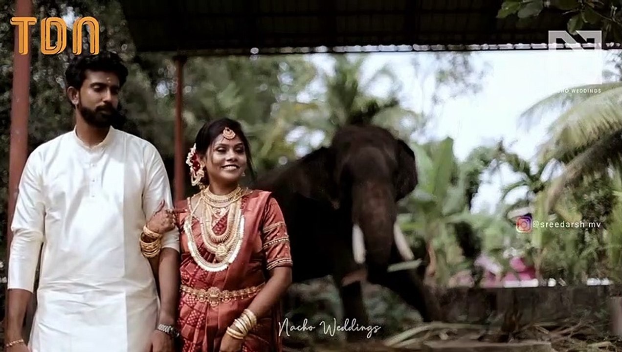 Un éléphant perturbe la séance photo de ces jeunes mariés