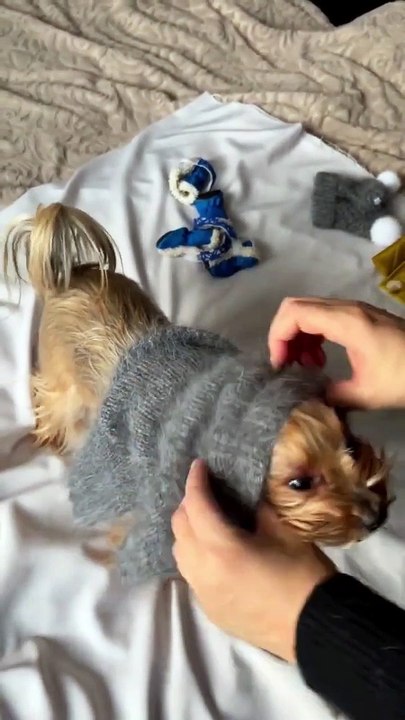 So beautiful dog