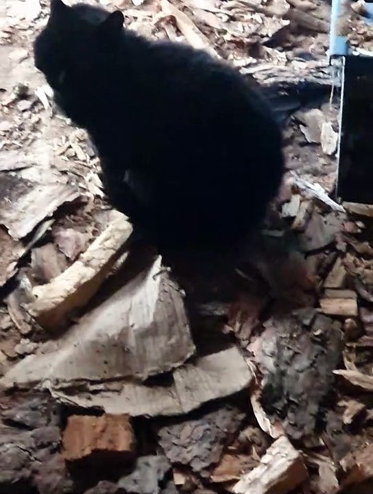 gatto nero