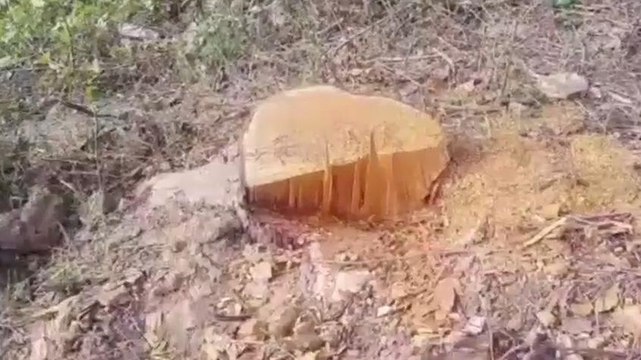 পূর্ব বর্ধমান: কেন কাটা হচ্ছে সরকারি গাছ? কী যুক্তি দিচ্ছেন নেতারা?