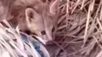 বাঘের দেখা মিললো গ্রামে! বাবা-মা করে চেঁচামিচি গ্রামবাসীর; রইলো ভিডিও