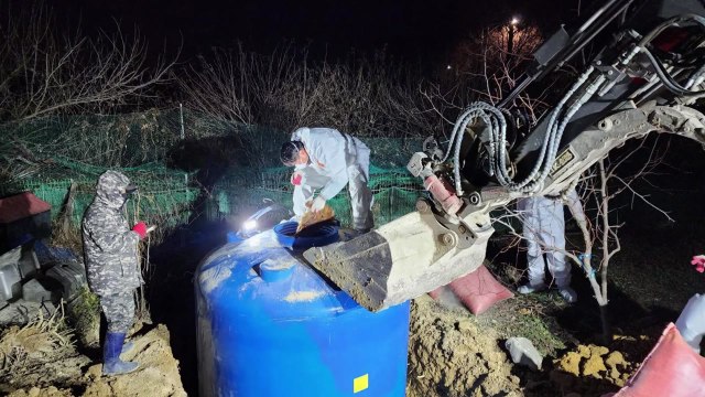 [부산] 부산 기장군 농장에서 H5형 조류인플루엔자 항원 검출 / YTN