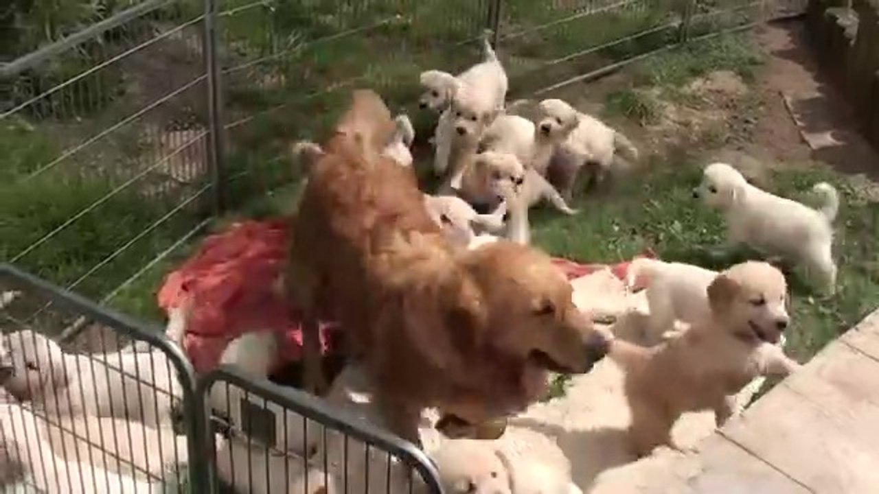 Funny dogs video
