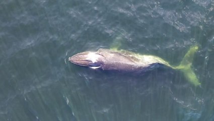 Humpback whale with broken back makes gruelling journey across Pacific