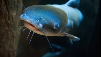 "Kampf meines Lebens": Riesenwels in Thailand gefangen