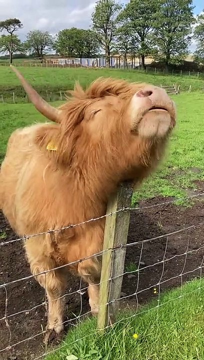 IS COW NEA TO KUCH HADI KAR DI    MEAI TO SOCHA THA