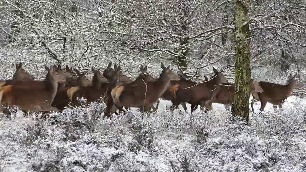 Group in the Deer At Winter
