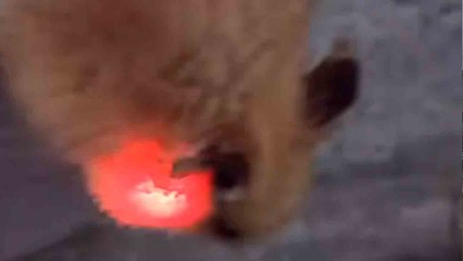 Meet a hamster whose cheek twinkles like a police car!