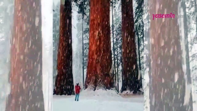 Bu görüntülere inanamayacaksınız! Dünya'nın en büyük ağaçları ile kar keyfi...