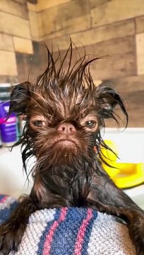 Chats et Chiens secs puis mouillés