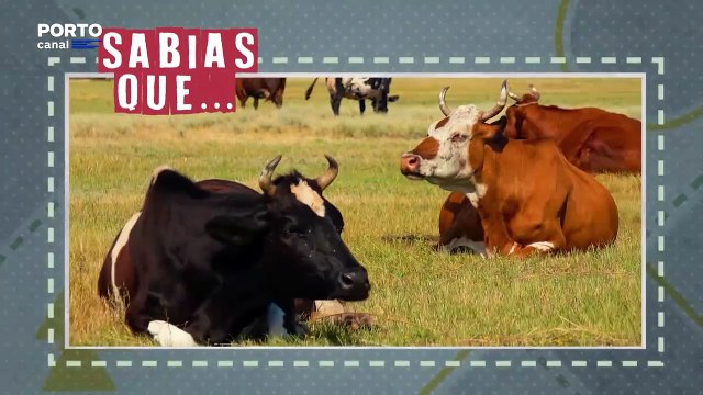 Veterinários Todo-o-Terreno - rubrica Sabias que? As vacas têm melhores amigas?!