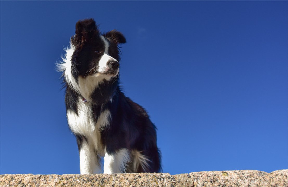 Dog owners warned by vets about sharing bed with pooches